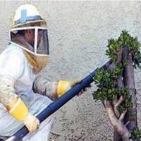 247 Bee Removal Brisbane image 5